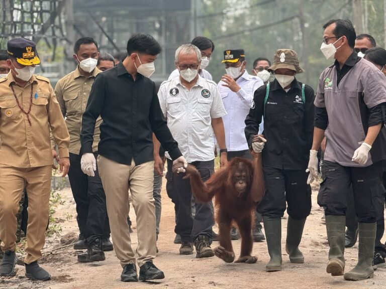 Wapres Gibran Tinjau Orangutan Terdampak Karhutla