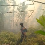 Dishut Kalteng Pantau Kondisi Satwa di Hutan Kota Nyaru Menteng di Tengah Karhutla